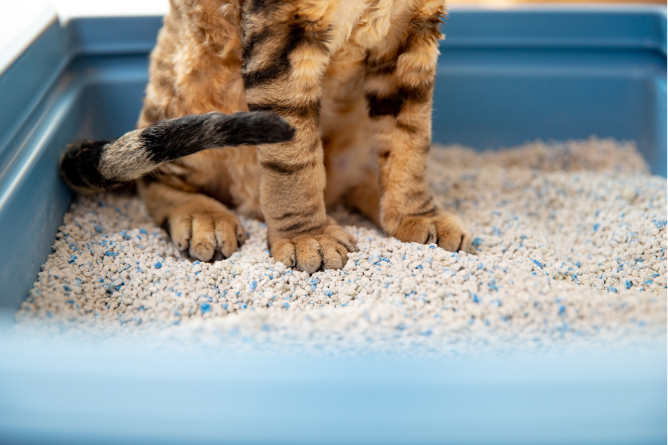 Diferentes tipos de arena aglomerante y de Pellets para gatos 